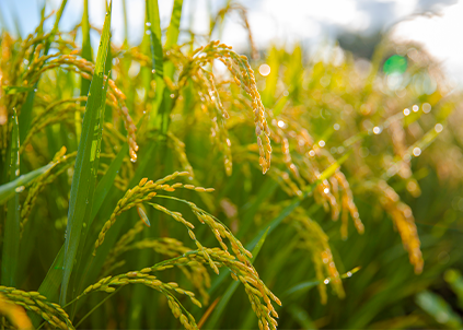 二十四節(jié)氣丨秋分：恰如其分，平分秋色